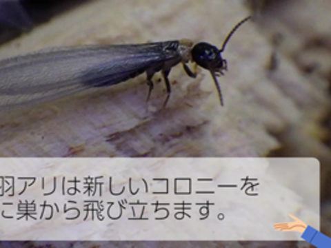 動画：羽アリの飛翔抑制にも効果アリ！シンジェンタのアルトリセット®