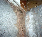 床下で発見された イエシロアリの蟻道