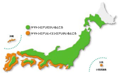 全国的なヤマトシロアリと関東南部以西に分布するイエシロアリ