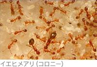 イエヒメアリ(コロニー)