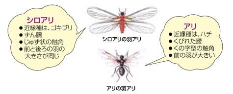 シロアリと通常のアリとの違い